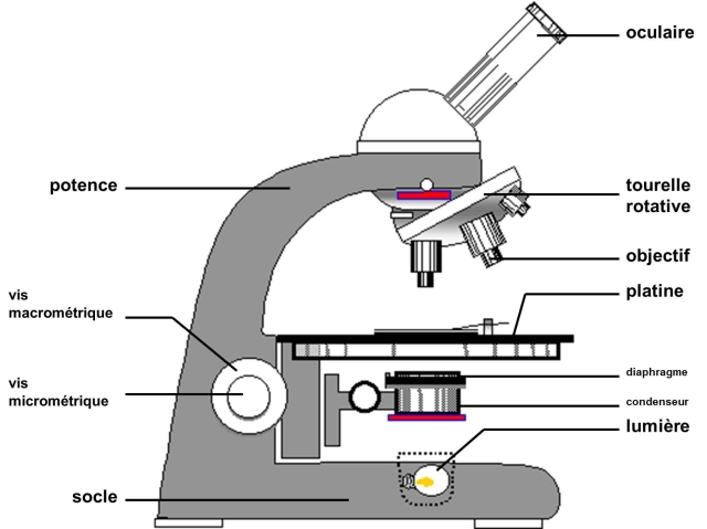 Microscope